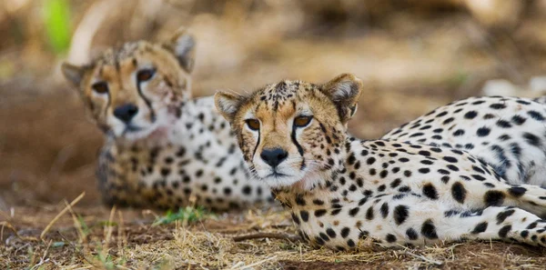 Due ghepardi nel suo habitat — Foto Stock