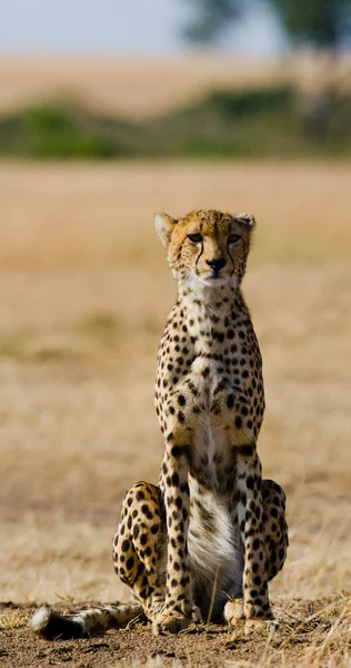 En Cheetah i dess livsmiljö — Stockfoto