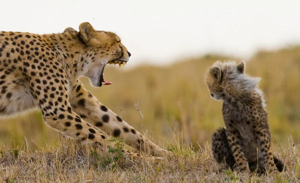 Madre Cheetah con il suo cucciolo — Foto Stock