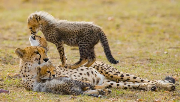 Mor Cheetah med hennes ungar — Stockfoto