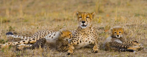 Mãe Cheetah com seus filhotes — Fotografia de Stock