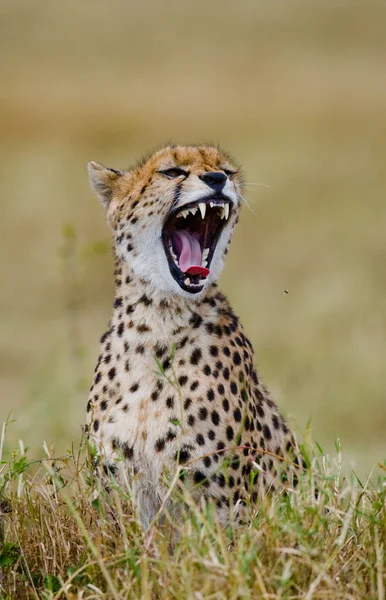 One Cheetah in its habitat — Stock Photo, Image