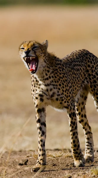 Un ghepardo nel suo habitat — Foto Stock