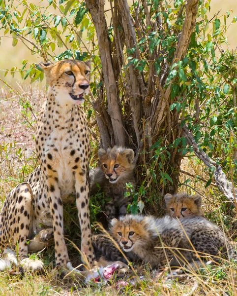 Matka gepard s medvíďaty — Stock fotografie