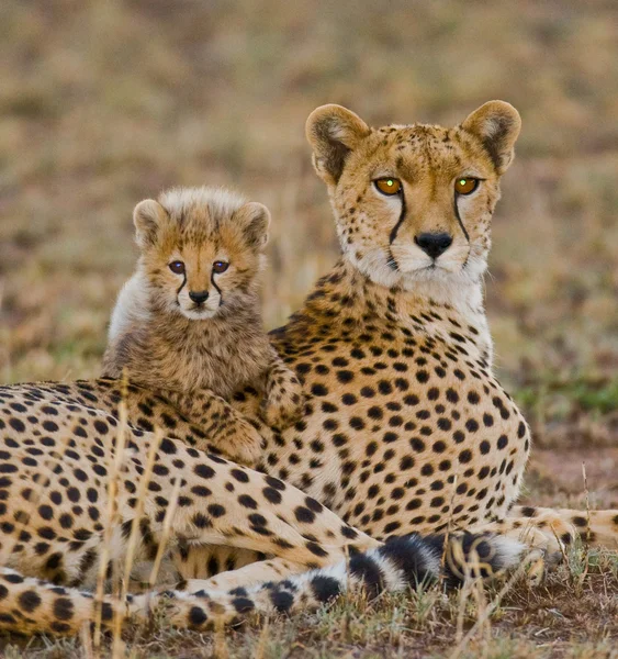 母亲与她的幼崽猎豹 — 图库照片