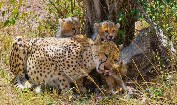 Cheetah matki z jej szczeniaki — Zdjęcie stockowe