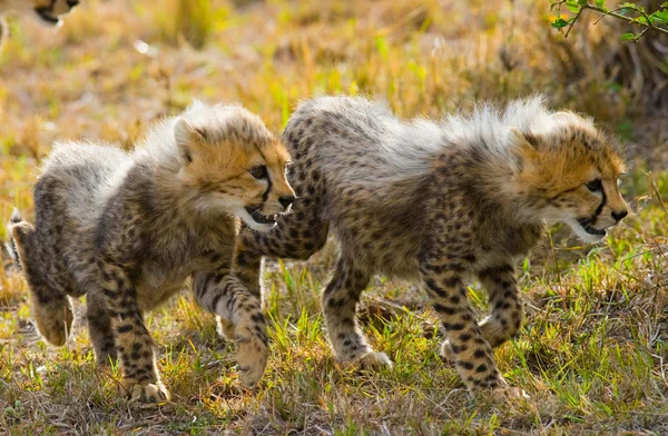 Cubs Cheetah játék — Stock Fotó