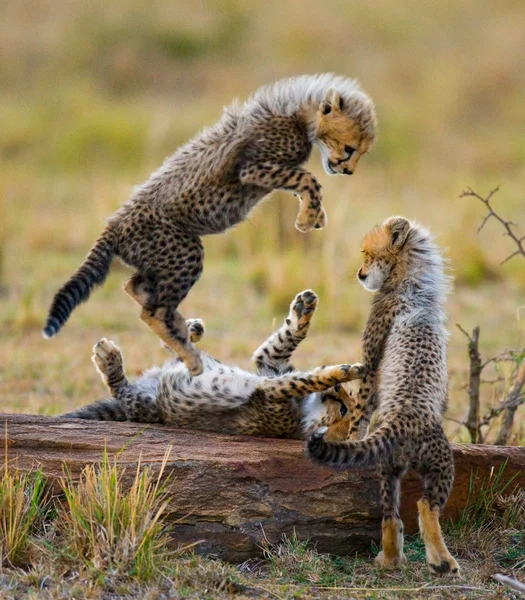 Yavrularını Cheetah oynarken — Stok fotoğraf