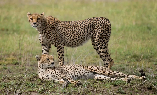 Zwei Geparden in ihrem Lebensraum — Stockfoto