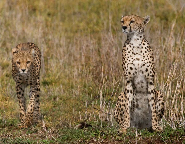 Two cheetahs in its habitat — Stock Photo, Image