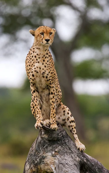 Ein Gepard in seinem Lebensraum — Stockfoto