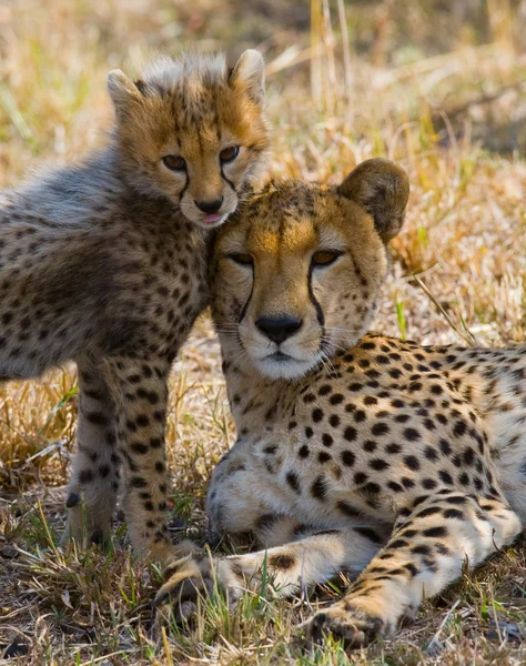 Anne çita yavrusu ile — Stok fotoğraf