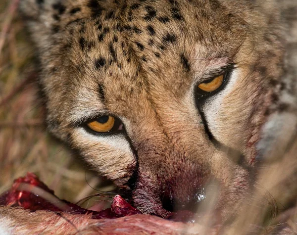Zblízka portrétní gepard — Stock fotografie