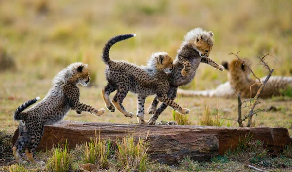 Jugar a los cachorros Cheetah — Foto de Stock