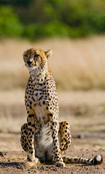 En Cheetah i dess livsmiljö — Stockfoto