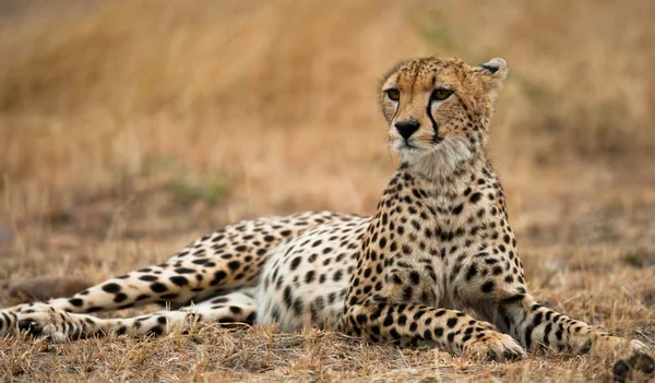 One Cheetah in its habitat — Stock Photo, Image