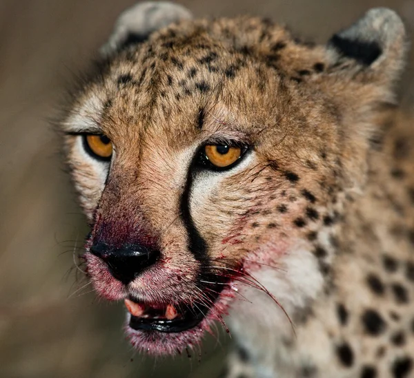 Close up portrait  of a Cheetah — Stock Photo, Image