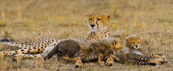 Madre Cheetah con i suoi cuccioli — Foto Stock