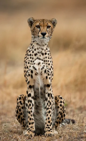 Ein Gepard in seinem Lebensraum — Stockfoto