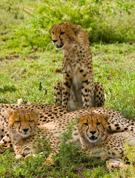 A flock of cheetahs in its habitat — Stock Photo, Image