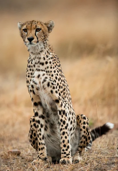 Een Cheetah in haar habitat — Stockfoto