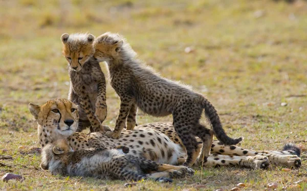 Cheetah μητέρα με τα μικρά της — Φωτογραφία Αρχείου