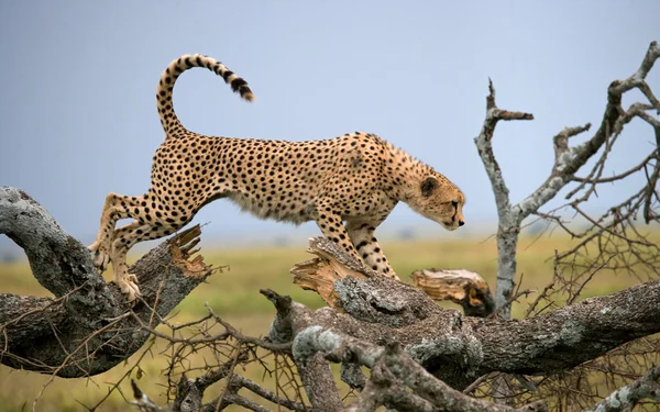 在其栖息地的一个猎豹 — 图库照片