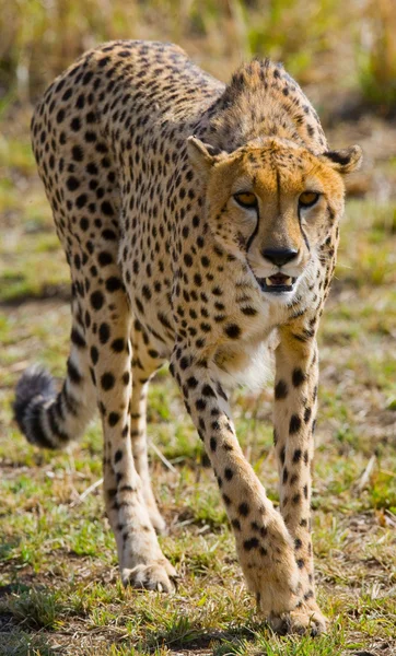 Ein Gepard in seinem Lebensraum — Stockfoto