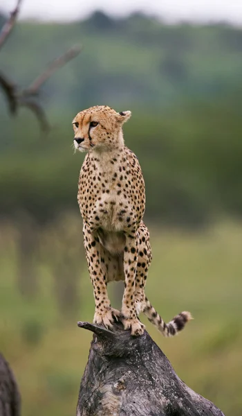 One Cheetah in its habitat — Stock Photo, Image