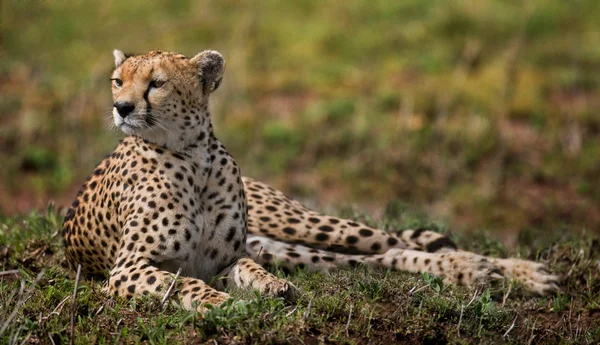 One Cheetah in its habitat — Stock Photo, Image