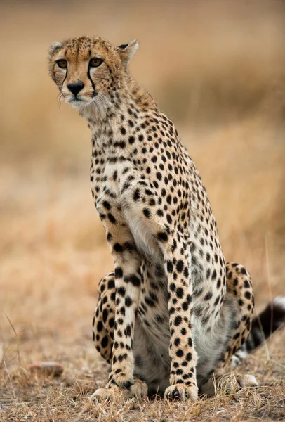 One Cheetah in its habitat — Stock Photo, Image