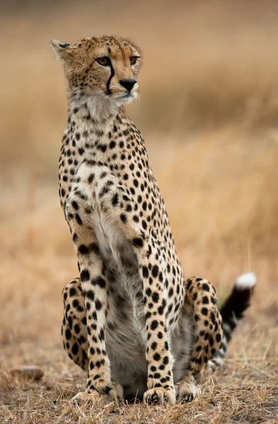 Ein Gepard in seinem Lebensraum — Stockfoto