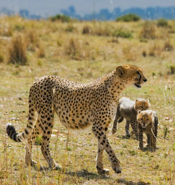 Mãe Cheetah com seus filhotes — Fotografia de Stock