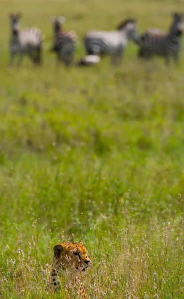 Один гепард в своей среде обитания — стоковое фото