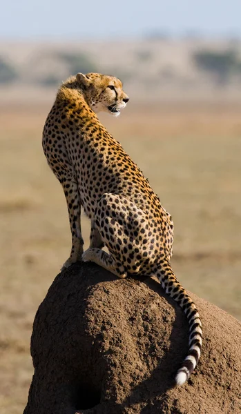 One Cheetah in its habitat Stock Image