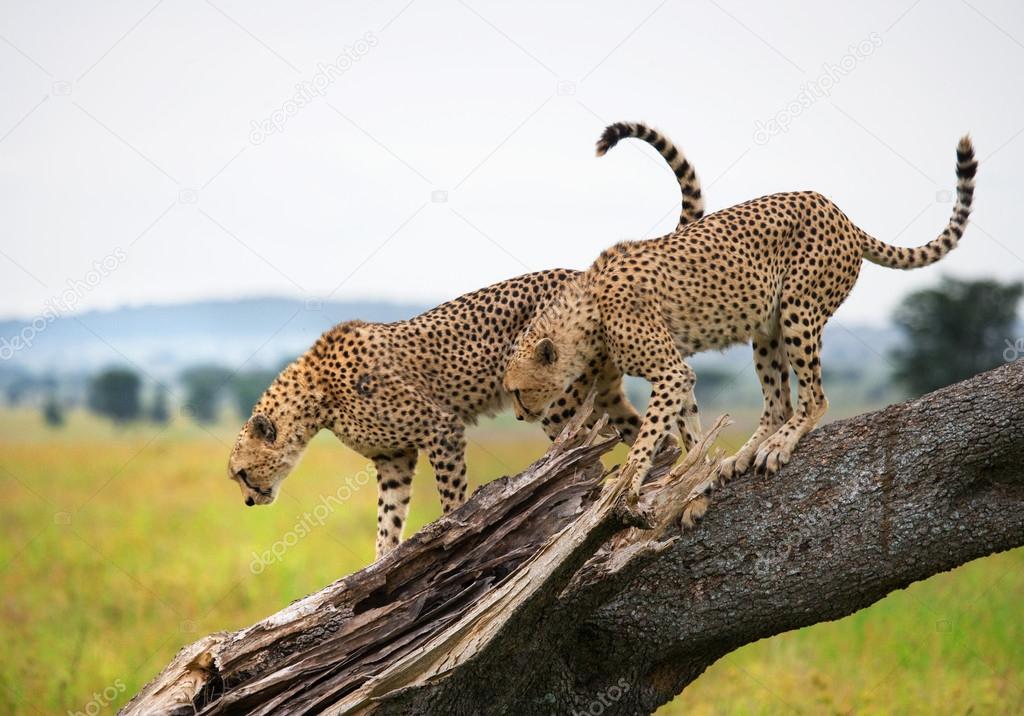 Two cheetahs in its habitat