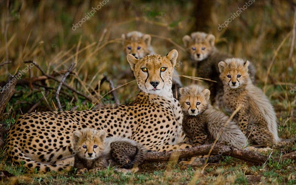 https://st2.depositphotos.com/4507459/9609/i/950/depositphotos_96097488-stock-photo-mother-cheetah-with-her-cubs.jpg