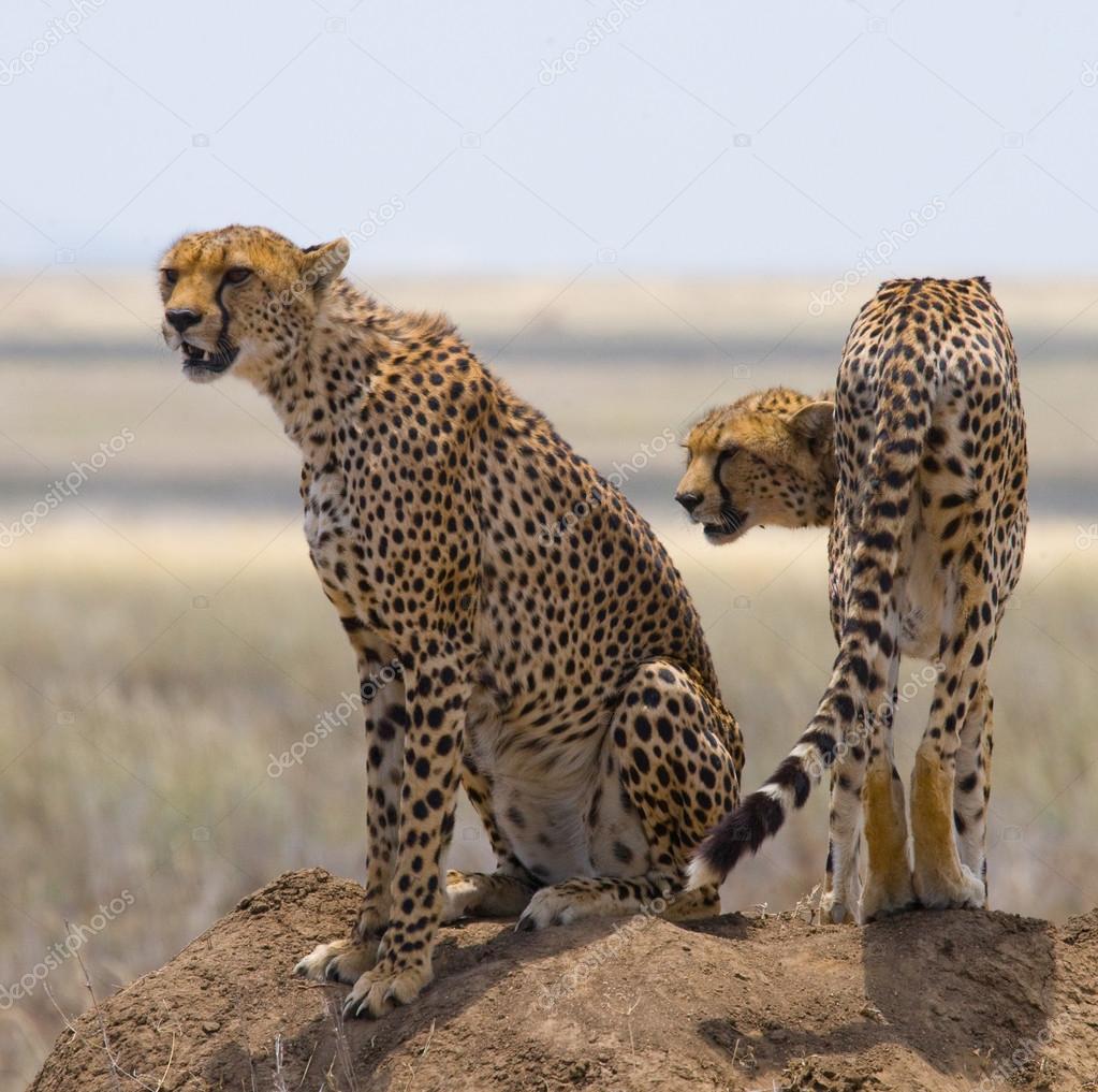 Two cheetahs in its habitat