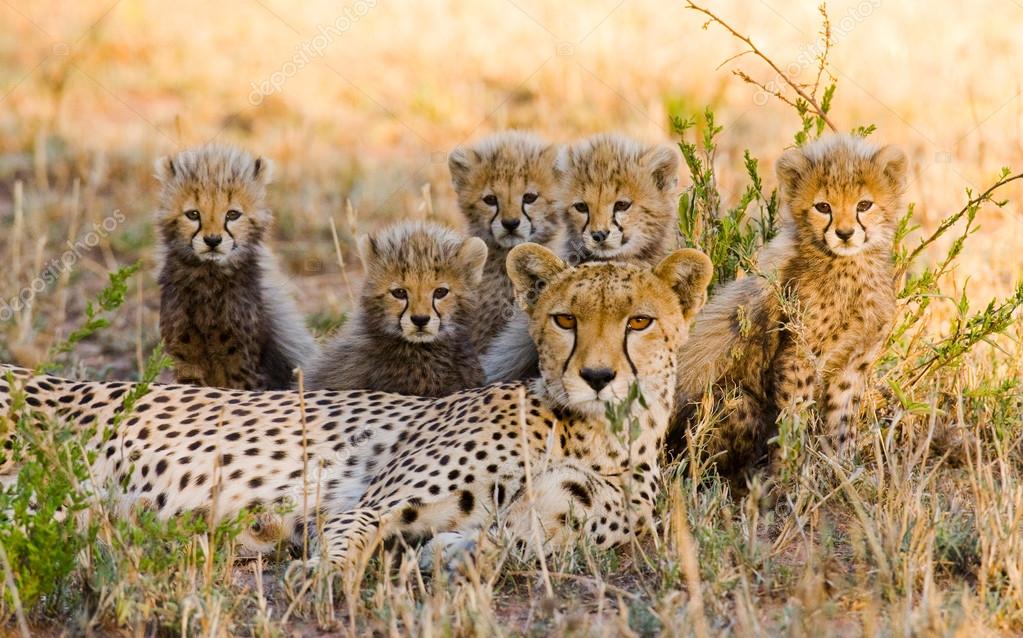 Mother Cheetah with her cubs — Stock Photo © GUDKOVANDREY #96097946