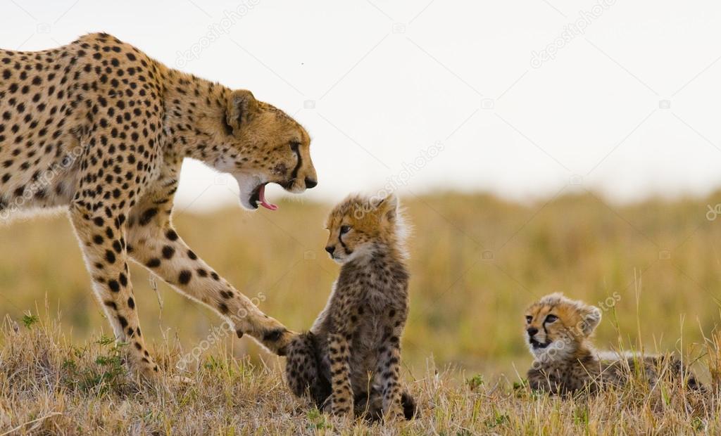 Mother Cheetah with her cubs