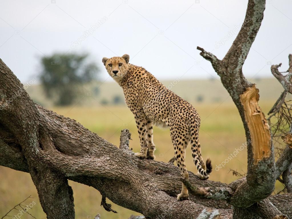 One Cheetah in its habitat