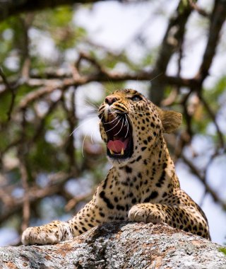 Leopar portresini kapat.