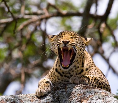 Leopar portresini kapat.