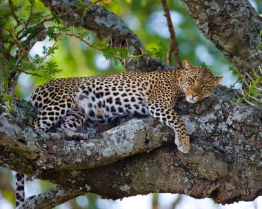 Leopar ağaca yalan dinlenme