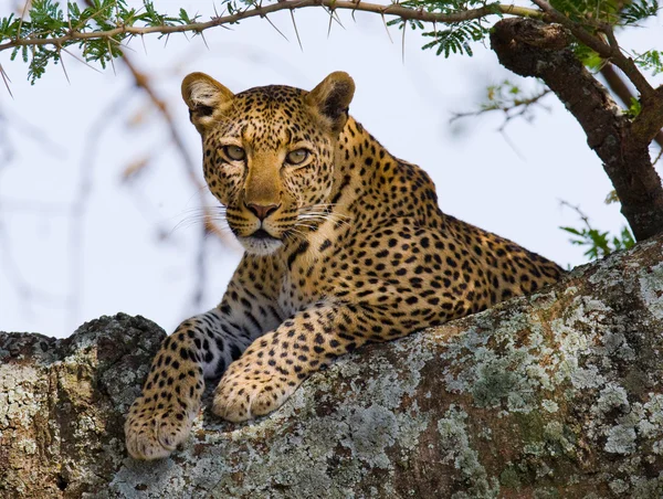 Leopard auf einem Baum liegend — Stockfoto