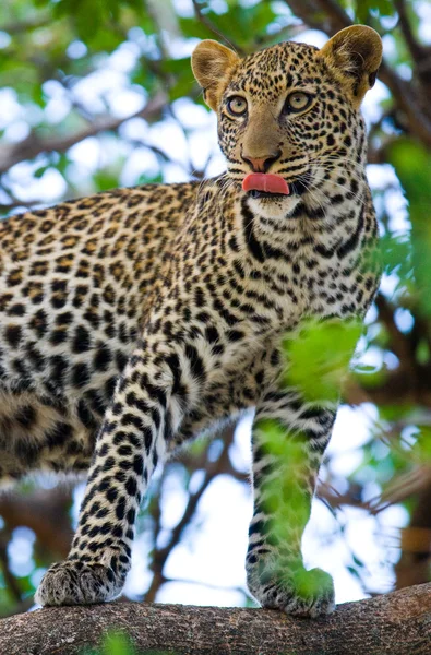 Bir ağaç üzerinde bir leopar — Stok fotoğraf