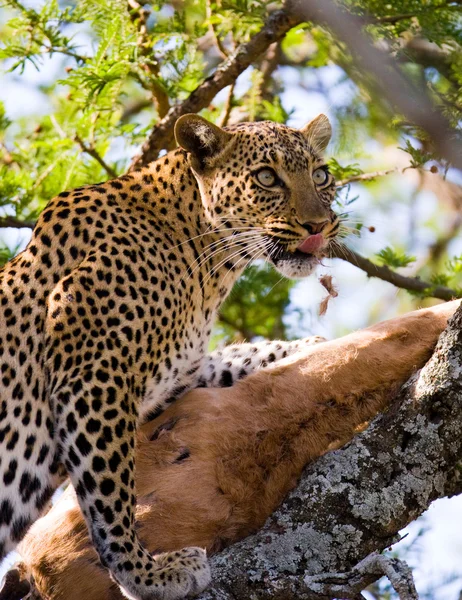 Leopard eating meat of dead animal — Stock Photo, Image