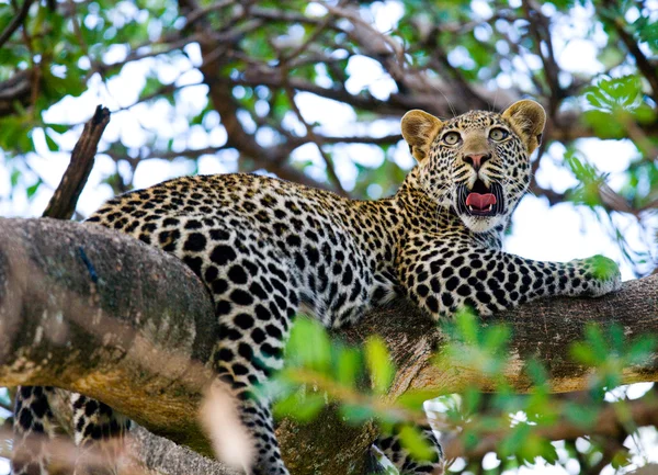 Leopardo descansando deitado em uma árvore — Fotografia de Stock