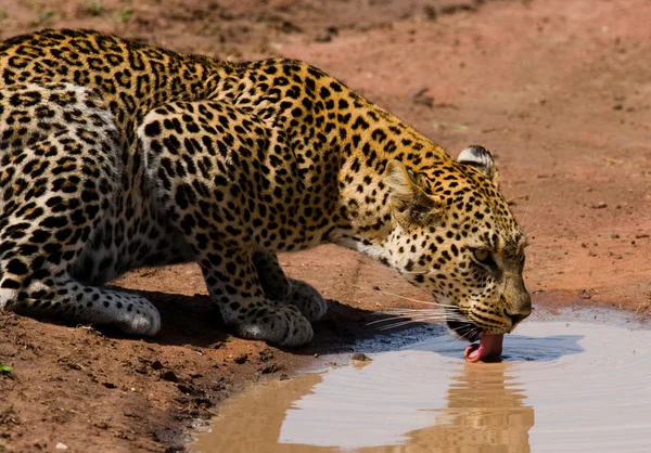 One wild Leopard — Stock Photo, Image