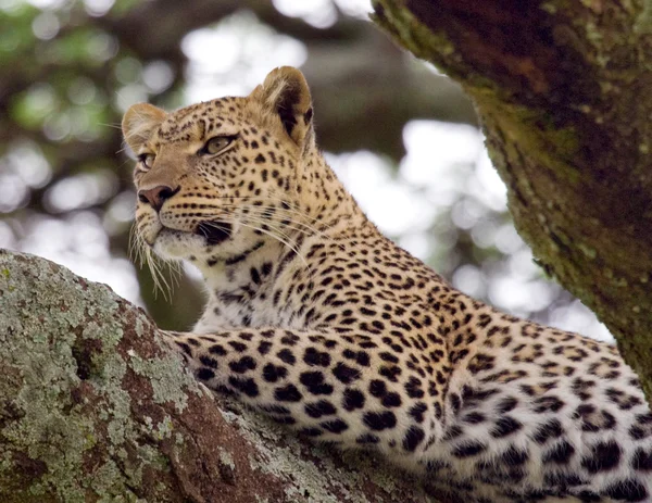 Leopard pihen, feküdt egy fa — Stock Fotó